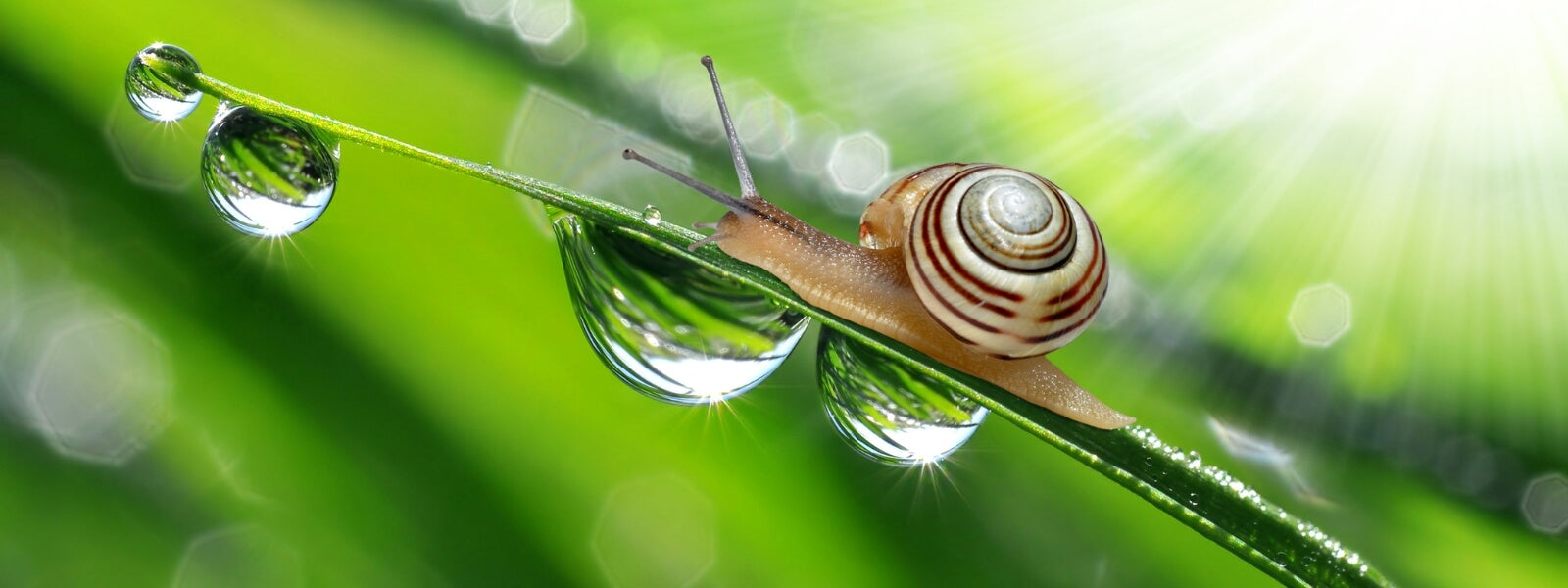 What is Snail Mucin?
