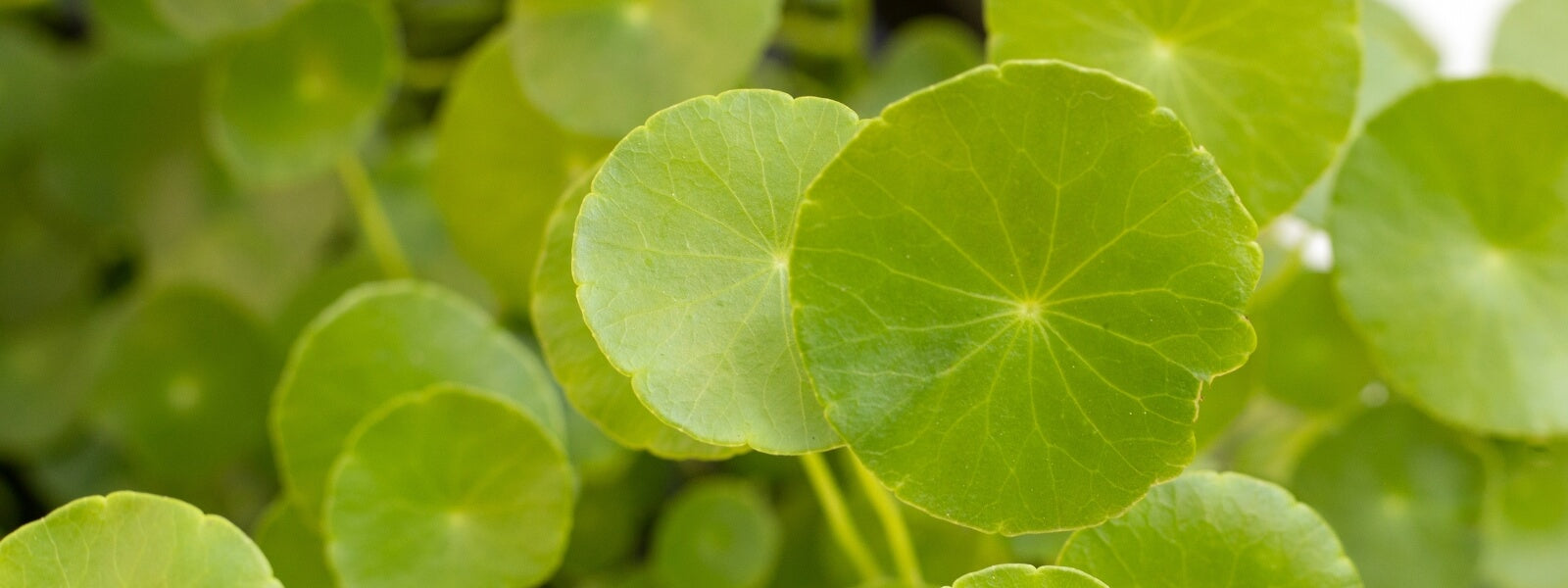 What is Centella Asiatica ?
