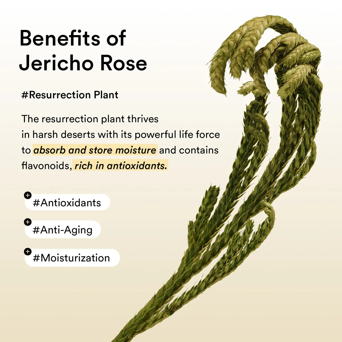 Collagen eye patch Jericho rose jelly - SKINZA