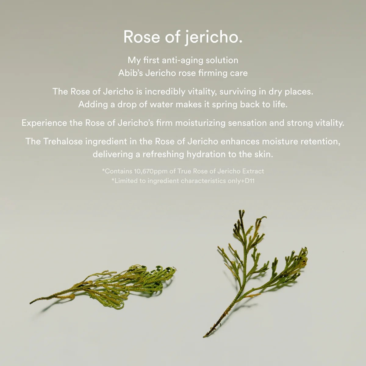 Jericho rose collagen pad Firming touch